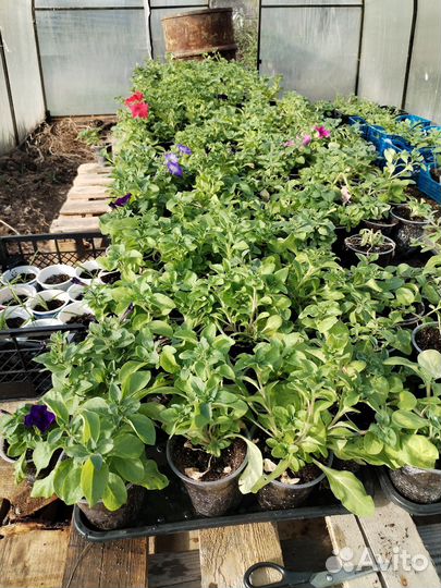 Петуния ампельная