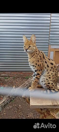 Саванна кот