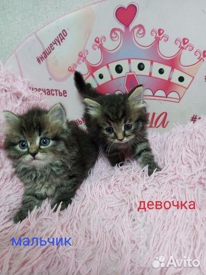 Котенок (мальчик и девочка)