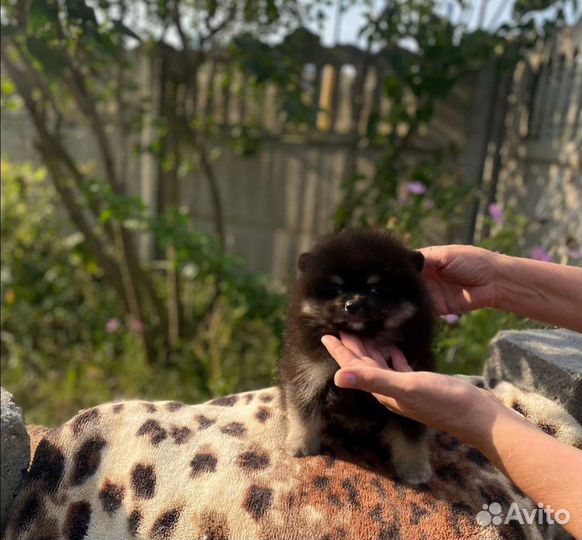 Щенки шпица