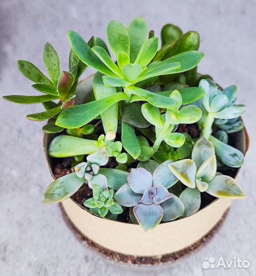 Микс из суккулентов (12-15 видов в горшочке)