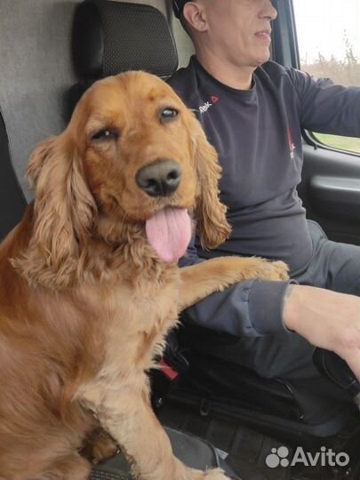 Кокер спаниель английский