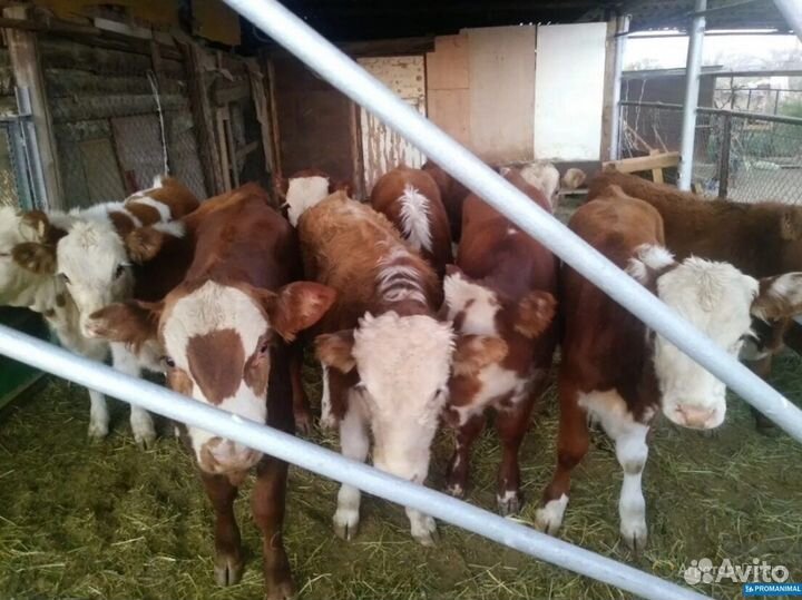 Породистые молодняки