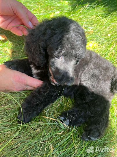 Щенки большого королевского пуделя