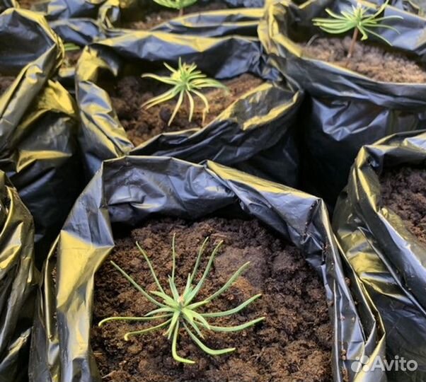 Саженцы кедра