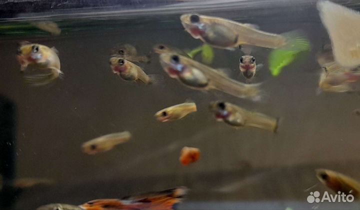 Мальки гуппи