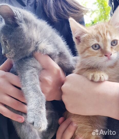 Котейки девочки