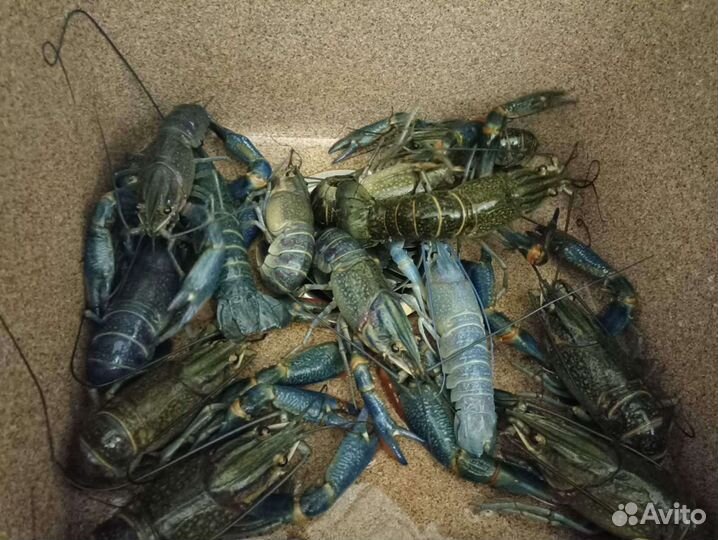 Австралийский рак