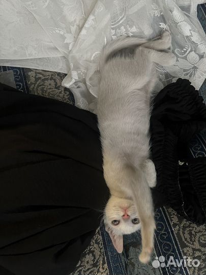 Три кота в добрые руки