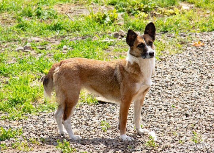 Гавкуша в добрые руки