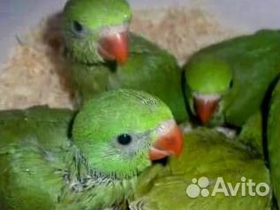 Попугаи. Птенцы