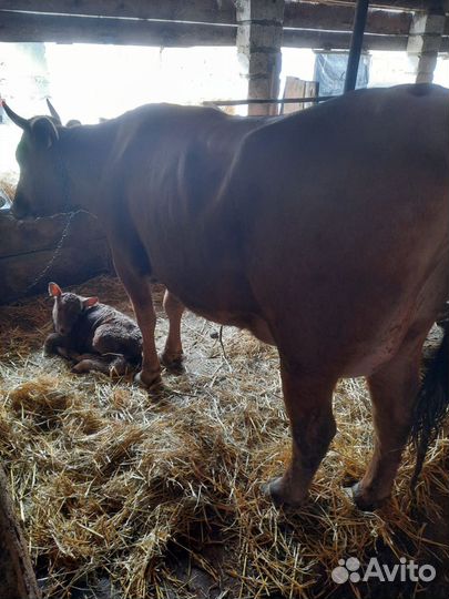 Корова с теленком