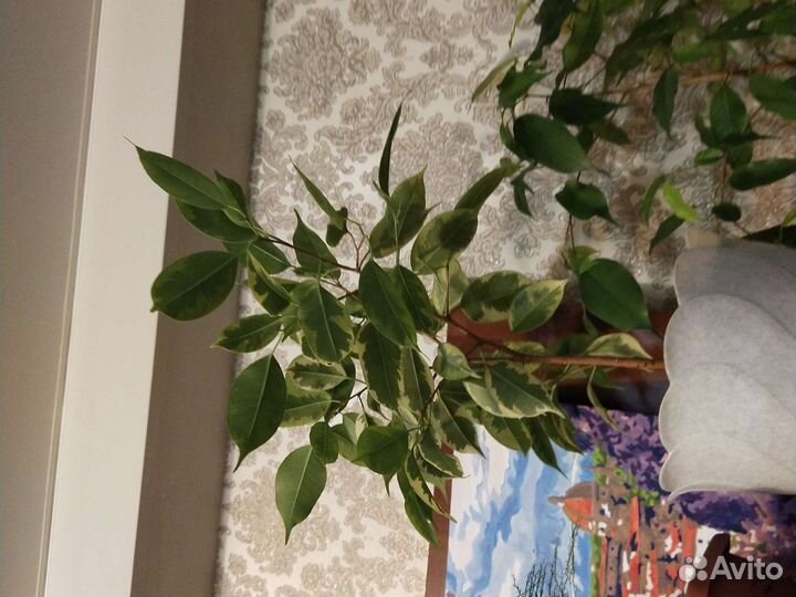 Фикус Бенджамина