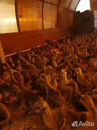 Гуси, утки,бройлеры