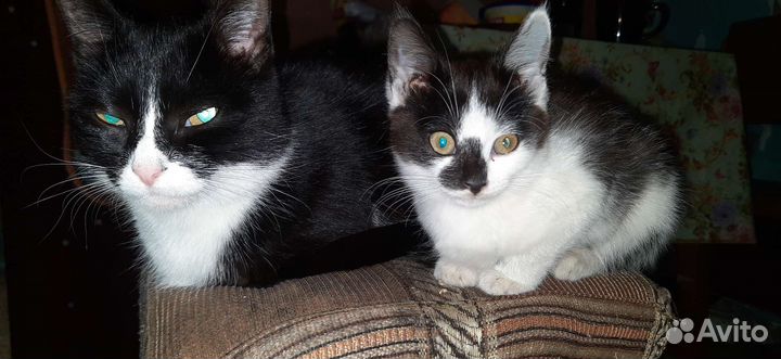 Отдам бесплатно