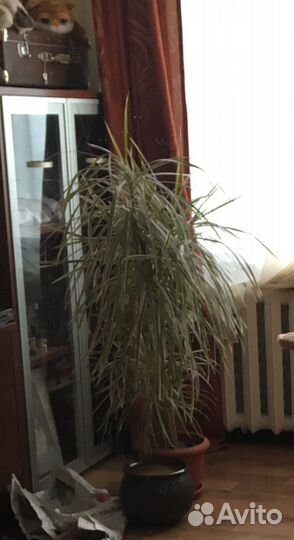 Шкаф