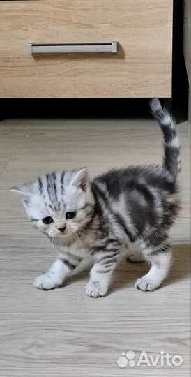 Шотландская кошечка. #3