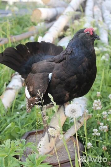 Тетерев птица таксидермия охота чучело