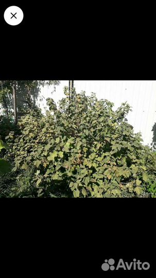 Белорусская черная смородина саженцы