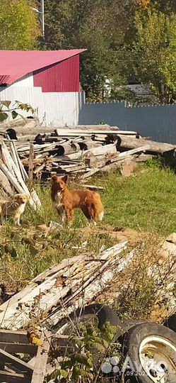 Щенок в добрые руки