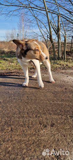 Девочка собачка