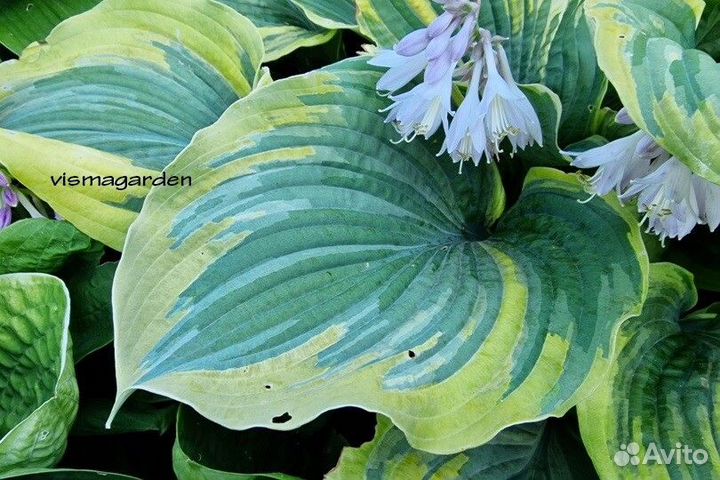 Хосты гиганты