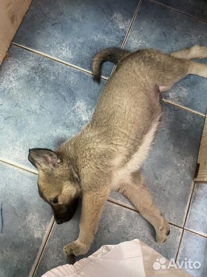 Щенки бесплатно