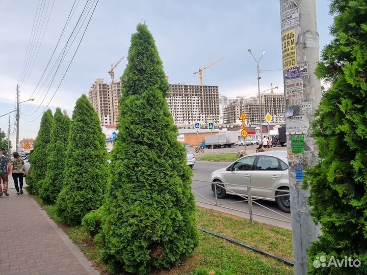 Туи пирамидальные Смарагд