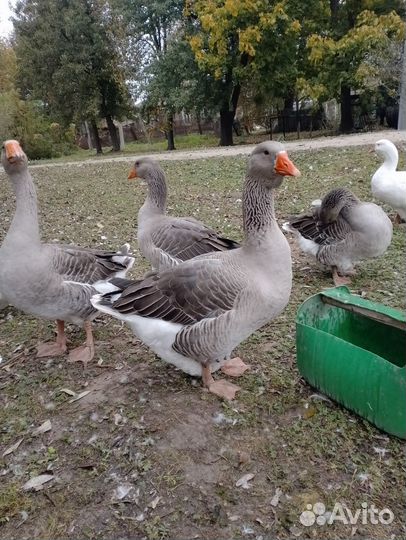Гусак на племя