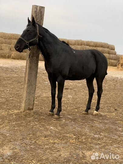 Кабардинские лошади