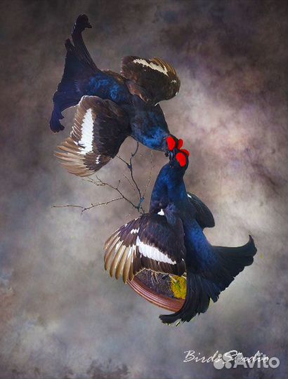 Чучело глухарь утка тетерев фазан