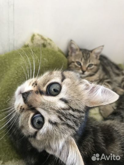 Британские котята