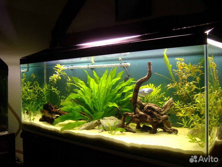 Чистка аквариумов. Аквариумист. Оформление