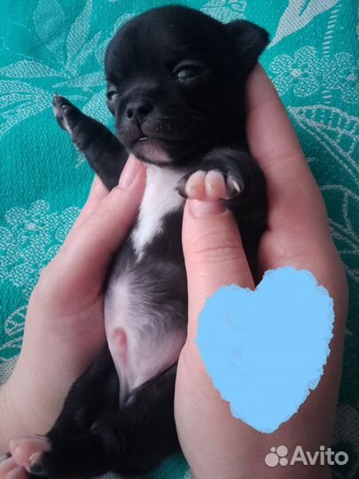 Щенки чихуахуа