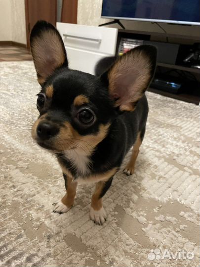 Чихуахуа кабель для вязки