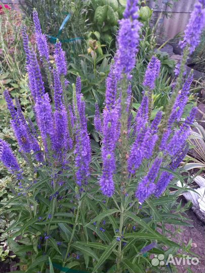 Цветы для сада