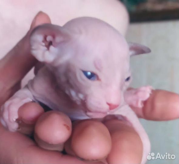 Котята сфинкс