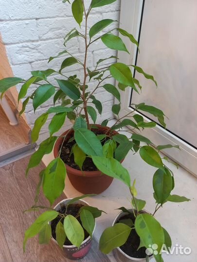 Фикус бенджамина Реджинальд