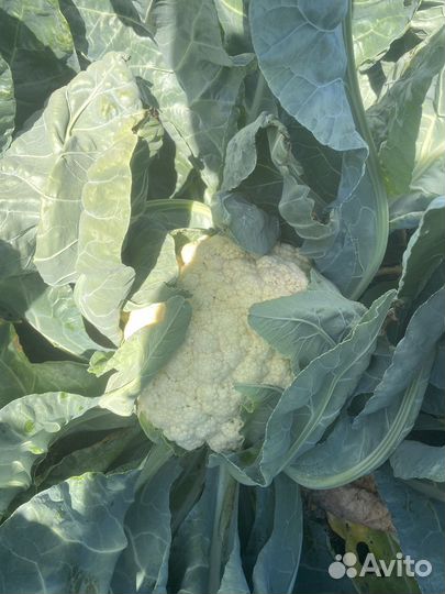 Цветная капуста