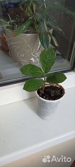 Замиокулькас