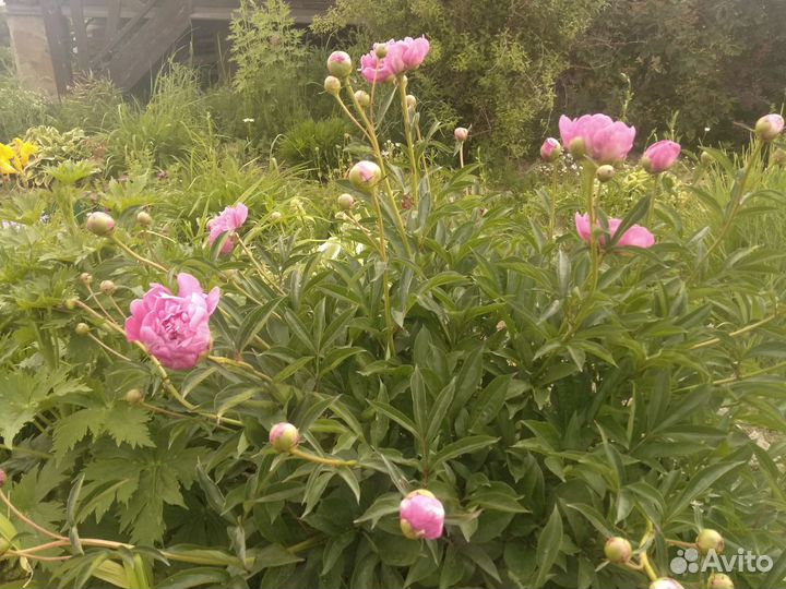 Пионы срезка