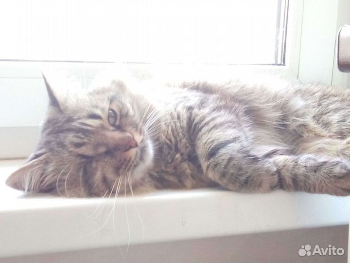 Сибирский кот