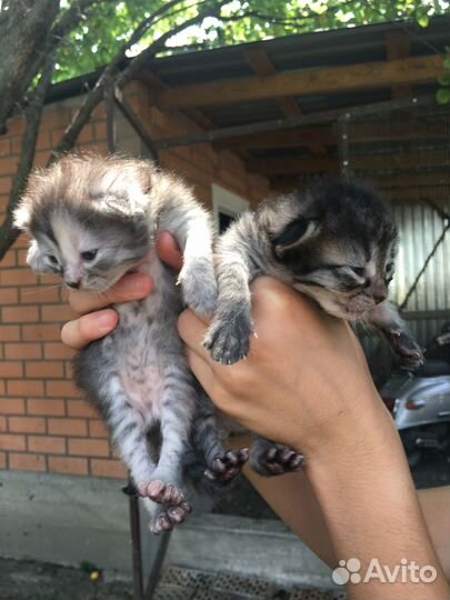 Котята в добрые руки даром
