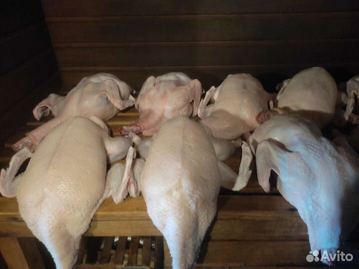 Мясо утки, мясо Цыплят бройлеров