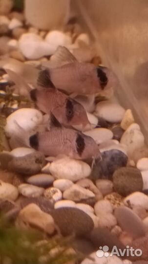 Аквариумные рыбки сомики