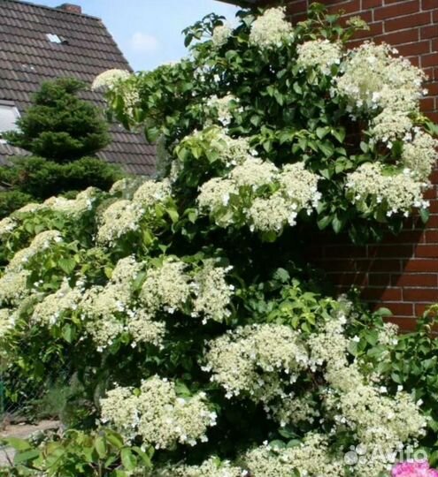 Гортензия плетистая