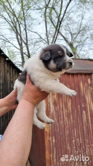 Собака в добрые руки щенок