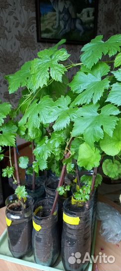 Укорененные черенки винограда