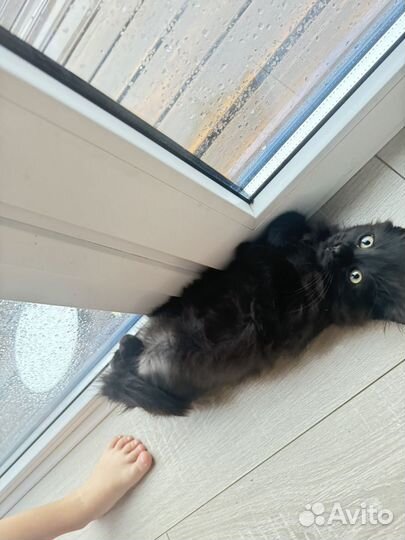 Отдам котенка в добрые руки