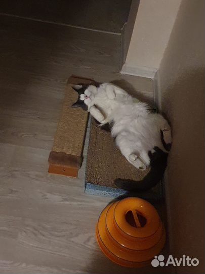 Домашняя передержка кошек